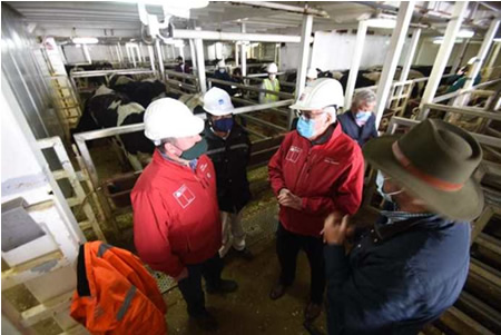 Despachan el mayor embarque de ganado vivo a China 