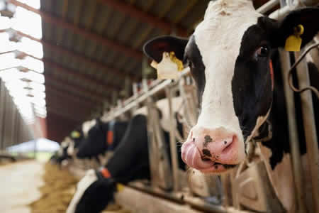 La producción de leche en la Unión Europea se eleva un 0,7% en junio
