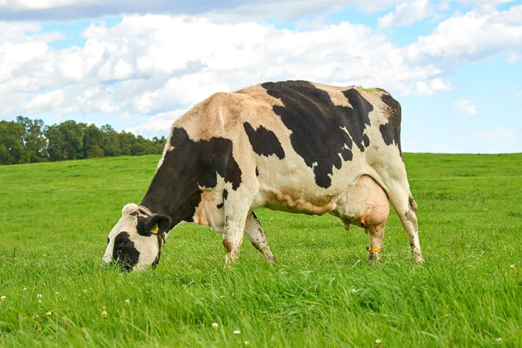 "Las vacas no son las causantes del calentamiento global"