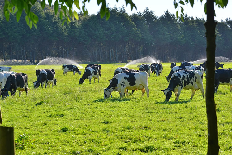 La ganadería de leche tiene impactos positivos en el medio ambiente que la sociedad debería conocer