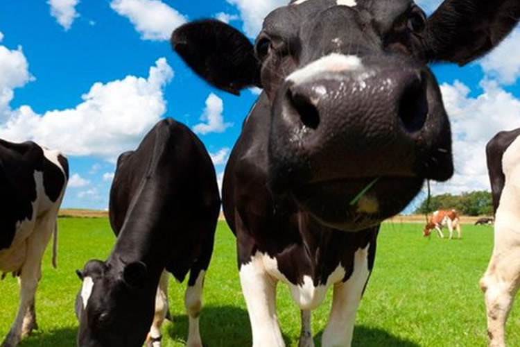 "La sustentabilidad del sector lácteo es un camino y no un destino"
