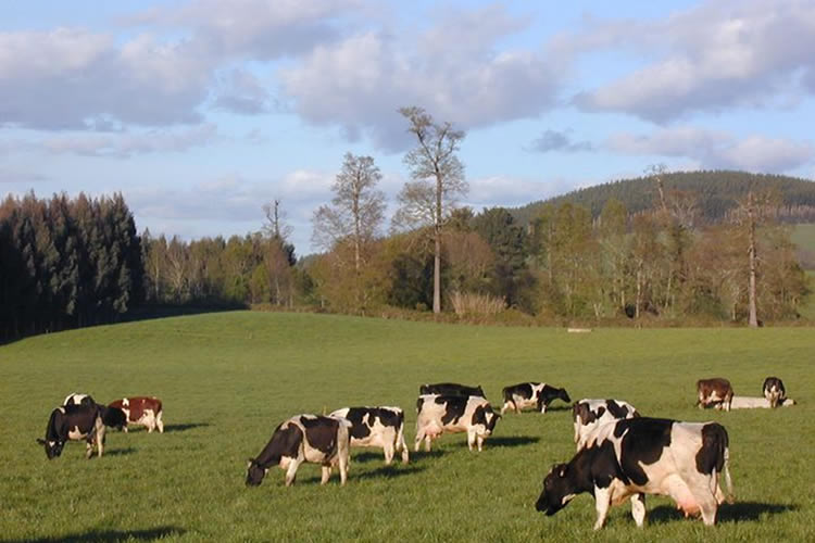 La ganadería respetuosa con el medio ambiente (y lucrativa) sí existe