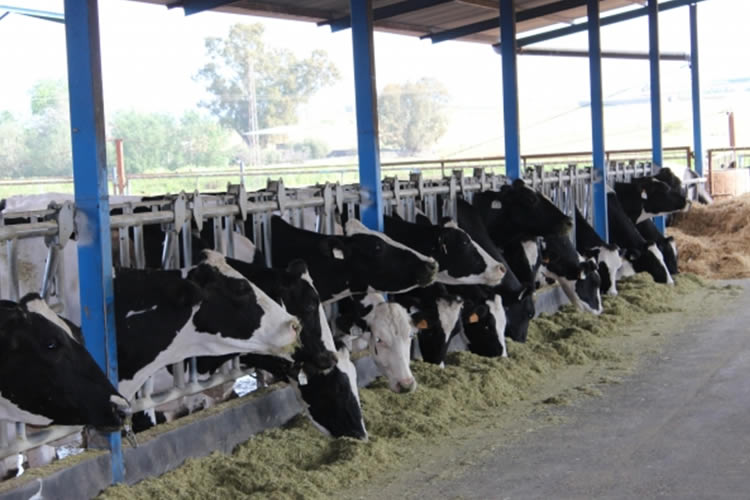 Cómo se ha comportado la producción de leche en Oceanía, Europa y Sudamérica 