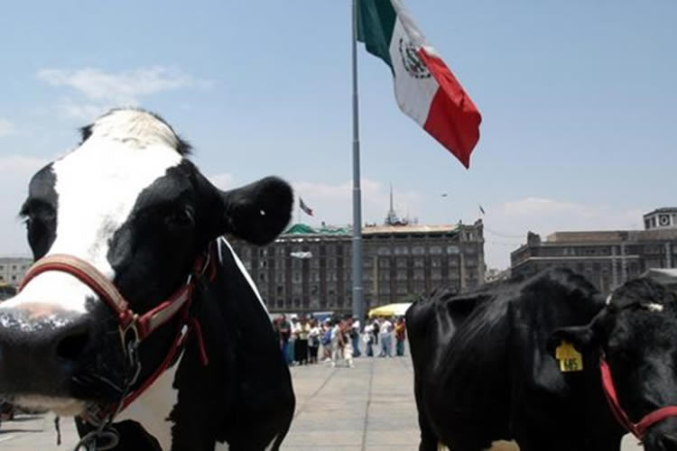 México potenciará producción de lácteos en 2024