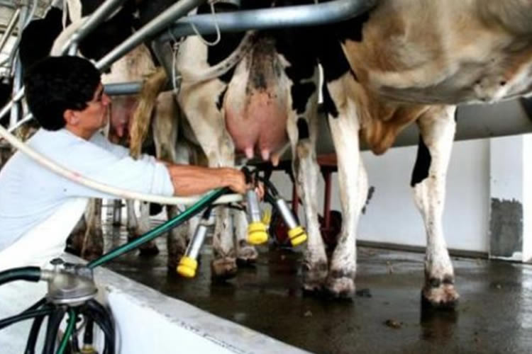 ¿Cuál será el precio de la leche en Uruguay este 2024?