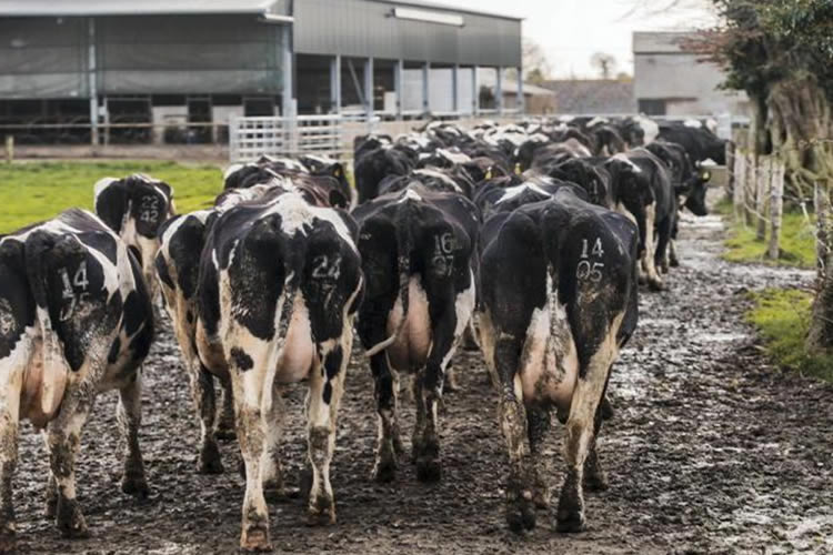 Irlanda: Cooperativas enfrentan otro año difícil por falta de leche y exceso de capacidad 