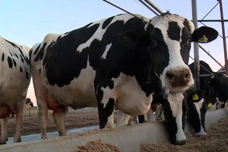 Revelan que hay optimismo en Argentina por el precio de la leche