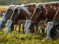 ¿Cómo se llevan las vacas lecheras con la tecnología?