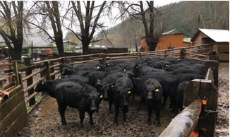 Bío Bío iniciará exportaciones de vaquillas a China