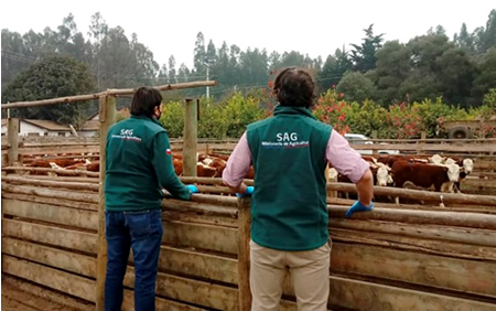 SAG O’Higgins habilita envíos de vaquillas a China