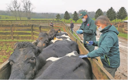 El avance en erradicar la Brucelosis Bovina en Los Ríos