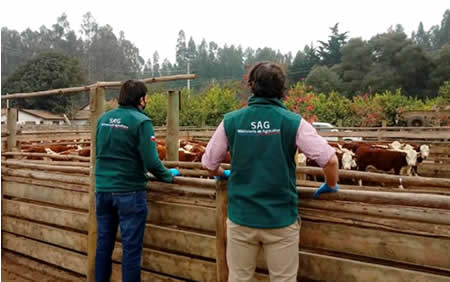 Envíos de vaquillas potencian el negocio lechero