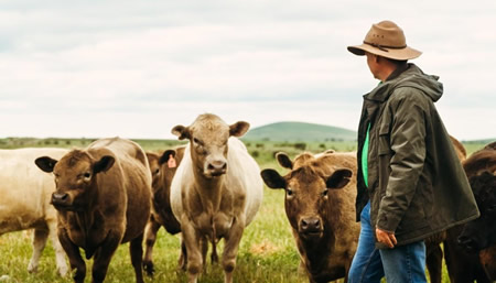 Nueva Zelanda: La confianza aumenta tras los altos precios 