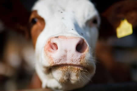 Los sistemas de biogás ganan impulso en Norteamérica