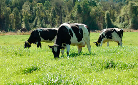 Bienestar animal: Los pilares vitales