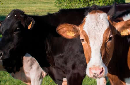 Colombia anuncia salvaguardia contra importaciones de leche en polvo