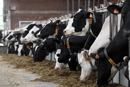 Evolución de la producción mundial de leche a mayo