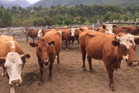 SAG llama a realizar Declaración de Existencia Animal