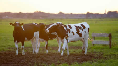 Recepción nacional de leche cierra con leve registro negativo el primer semestre 