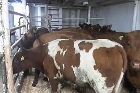 Ministerio de Agricultura decreta zona de emergencia agrícola en 4 regiones