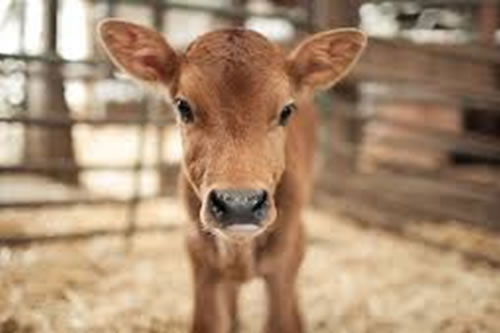 Enseñan a las vacas “a ir al baño” para proteger al clima