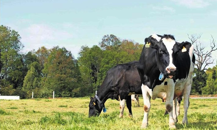 Lechería circular: producir con eficiencia y sostenibilidad, es posible