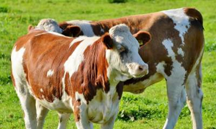 Productores quieren incluir a perros &quot;asilvestrados&quot; en Ley de Caza