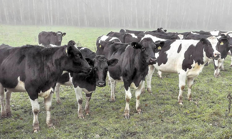Situación regional: Producción de leche cruda cierra el primer trimestre con resultado mixto 