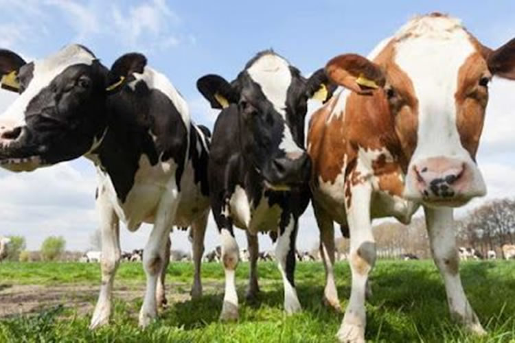 ¿Son las vacas las culpables del calentamiento global?