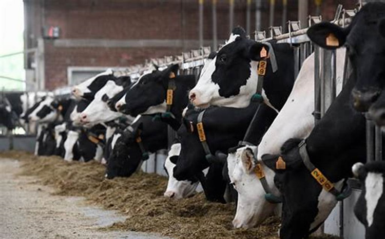 Congreso Europeo de Industrias Lácteas ve &quot;inoportuno&quot; aplicar nuevos impuestos al sector