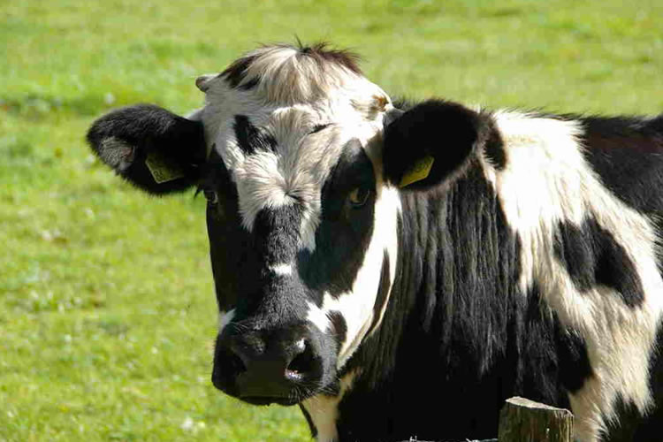 La ganadería australiana sube en los mercados internacionales