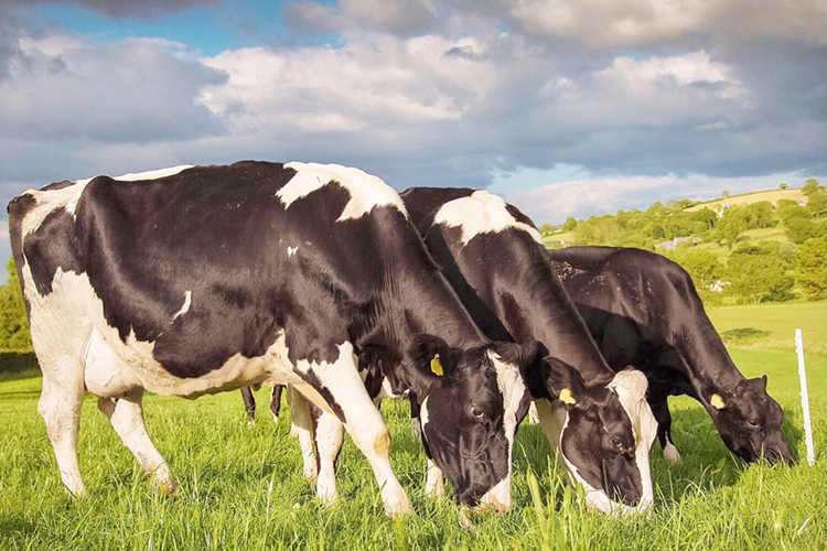 Actualización Mundial de Productos Lácteos, octubre 2024.