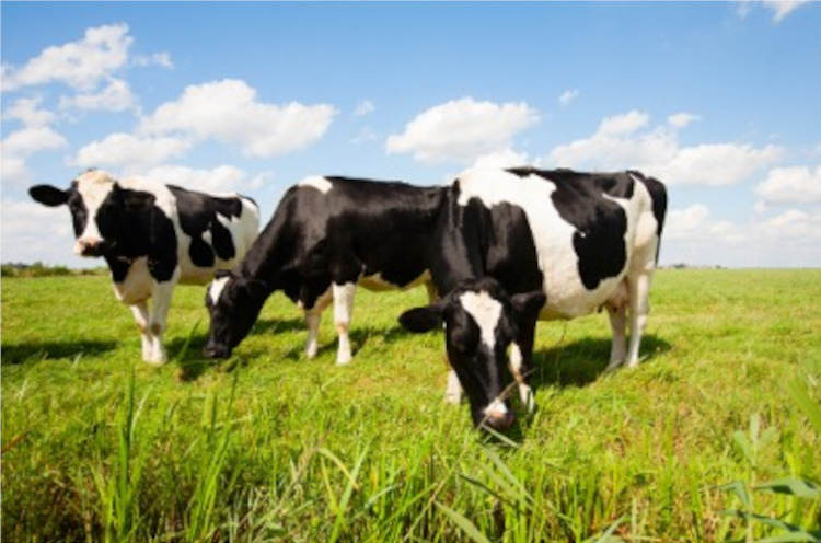 Evolución de la producción mundial, primer semestre del año 2025