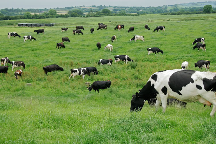 SAG recuerda registro en el Programa de Trazabilidad Animal