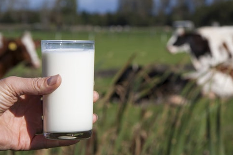 Sector agrícola se cuadra con lecheros por batalla judicial contra NotCo: &quot;Peras con peras y manzanas con manzanas&quot;