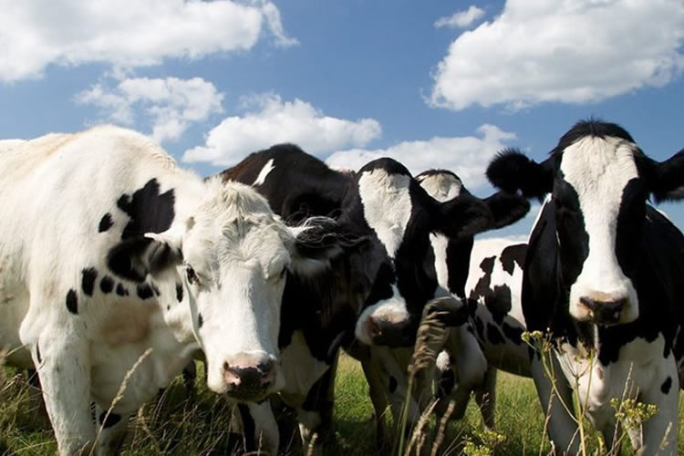 Experto llama a guardar forraje en primavera para enfrentar olas de calor que trae &quot;El Niño&quot;