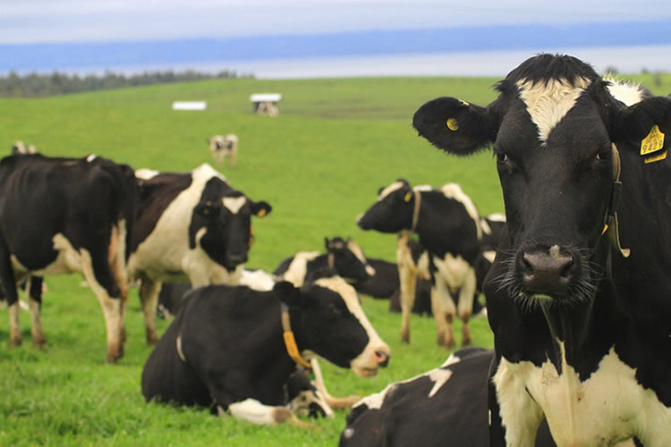 Escenario mundial de los lácteos con mucha incertidumbre