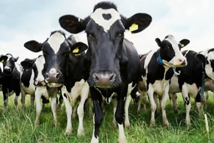 Canadá ofrecerá incentivos a granjas ganaderas para reducir emisiones de metano