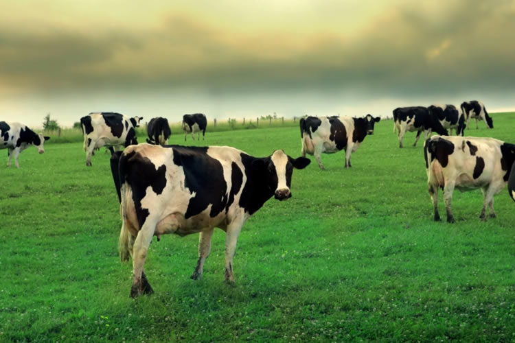 Producción mundial de leche: disímiles resultados en regiones clave