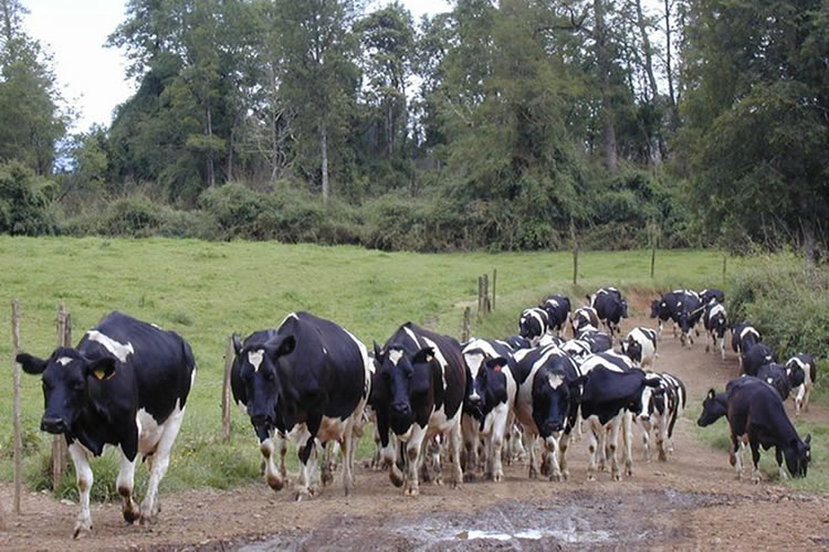 Productores de leche reclaman &quot;señales claras&quot; a la industria al proyectar una incierta temporada
