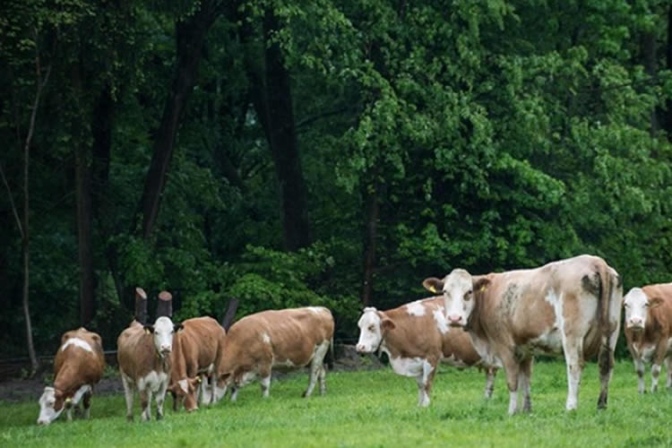 Francia produce un 4,5% menos de leche ecológica