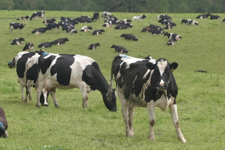 Situación productos lácteos en NZ, UE y Sudamérica