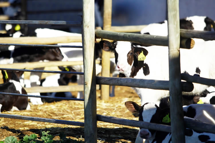 Fedeleche presentará nueva propuesta para controlar perros asilvestrados