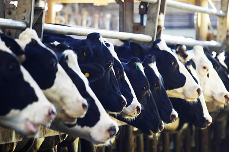 Columna: Resumen Lácteo Nacional 2023