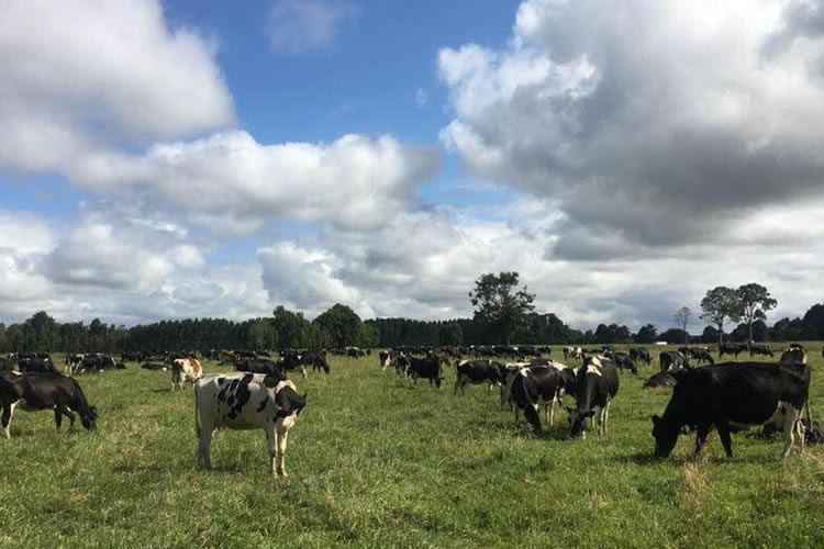 Industria lechera impulsa producción sustentable y responsable del medioambiente, según productores