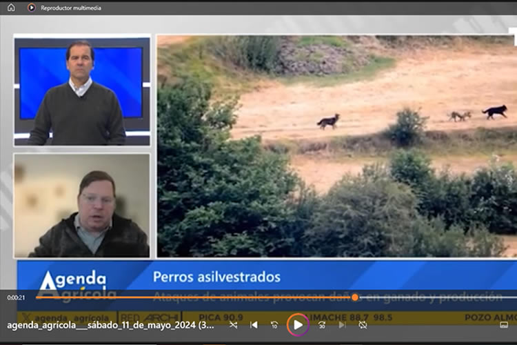 Ante múltiples ataques: presidente de Fedeleche defiende control sanitario de perros asilvestrados