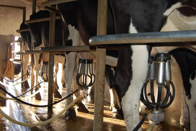 Empresas lácteas argentinas evalúan importar leche desde Uruguay