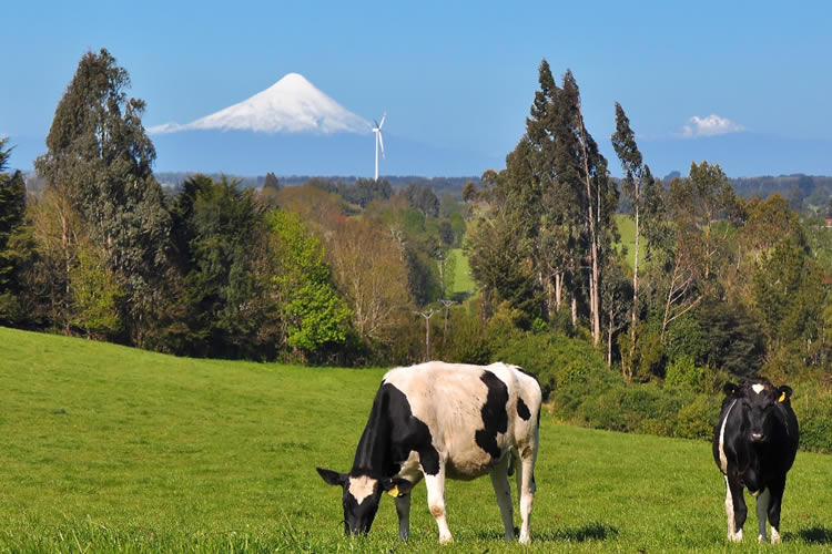 Perros asilvestrados: productores esperan definir pronto acciones 