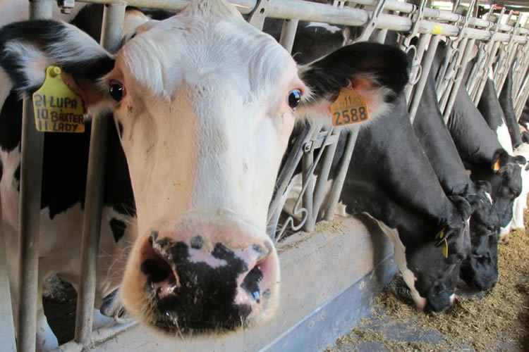 La oferta leche disminuye a nivel mundial mientras los precios de los lácteos siguen volátiles