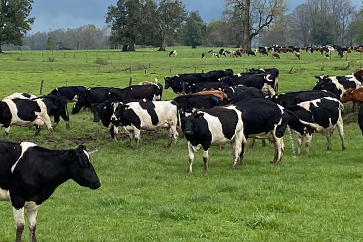 Productores de Los Ríos avanzarán en certificar su sustentabilidad